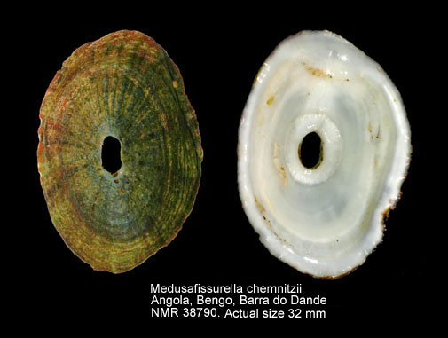 Medusafissurella chemnitzii.jpg - Medusafissurella chemnitzii(G.B.Sowerby,1835)